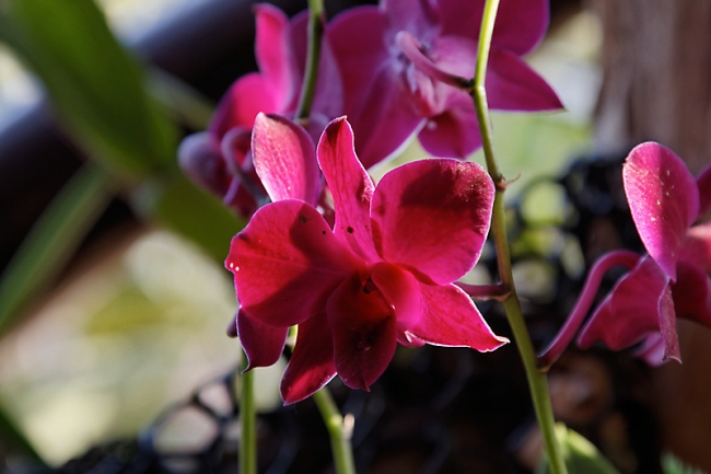 Fleurs FEV12-011